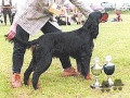 Setter Gordon TAROCK'S ELODIE Setter Gordon TAROCK'S ELODIE